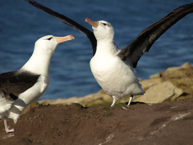 ../../Pictures/241209/089 blackbrowded Albatross.JPG